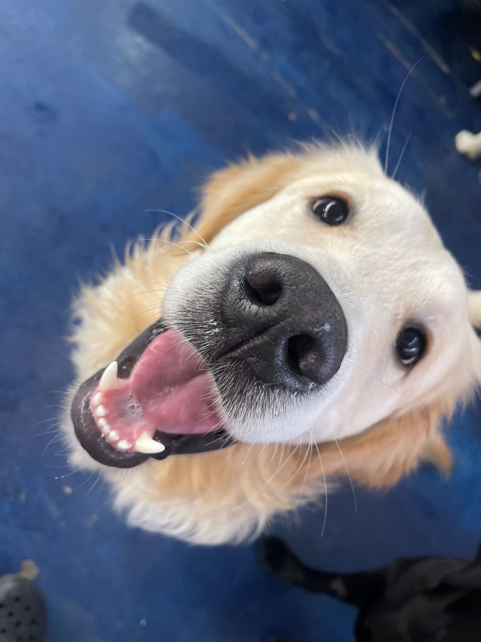 Happy dog at Paws Indoors Southend